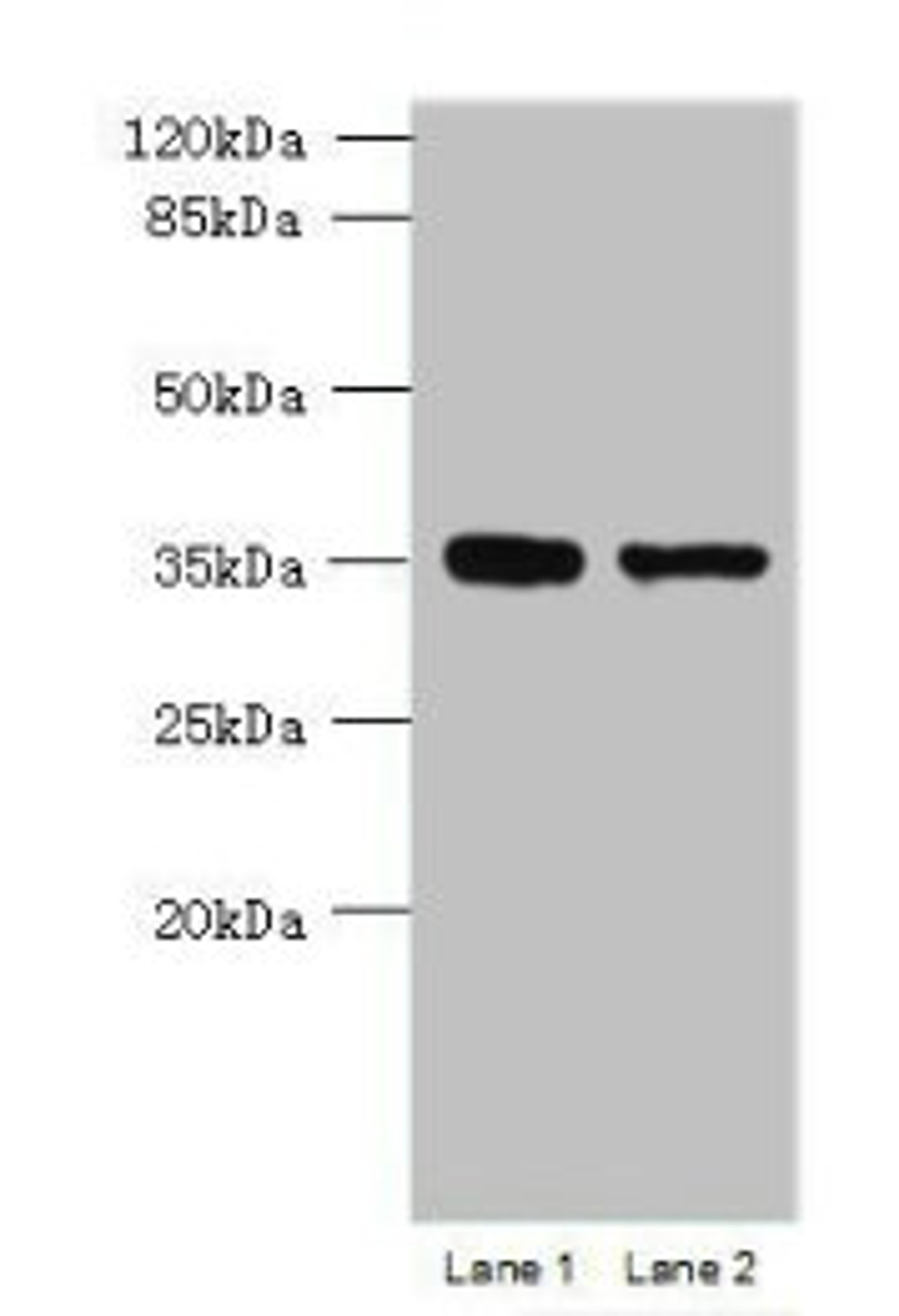 Western blot. All lanes: MGME1 antibody at 1ug/ml. Lane 1: Jurkat whole cell lysate. Lane 2: 293T whole cell lysate. Secondary. Goat polyclonal to rabbit IgG at 1/10000 dilution. Predicted band size: 39 kDa. Observed band size: 39 kDa.