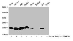 Western Blot. Detected samples: Hela whole cell lysate, Jurkat whole cell lysate, 293 whole cell lysate, HepG2 whole cell lysate; Untreated (-) or treated (+) with 30mM sodium butyrate for 4h. All lanes: HIST1H3A antibody at 1:500. Secondary. Goat polyclonal to rabbit IgG at 1/40000 dilution. Predicted band size: 16 kDa. Observed band size: 16 kDa