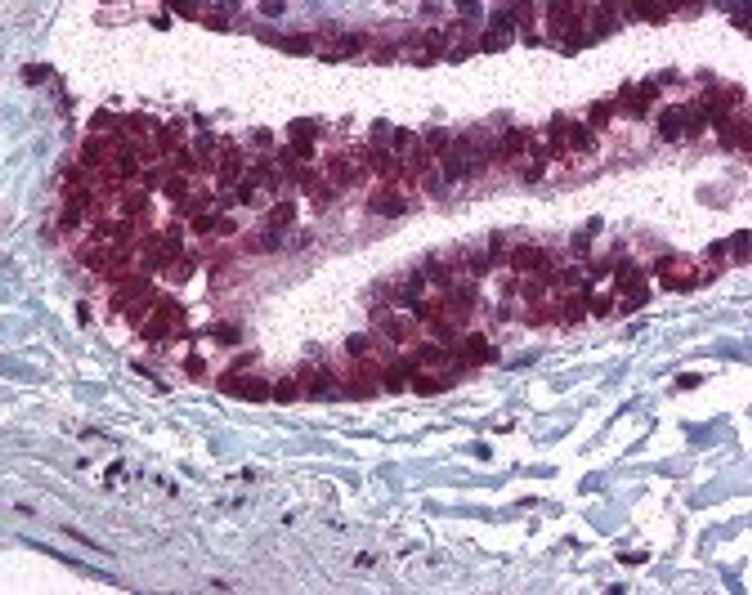 Immunohistochemistry staining of CDC16 in lung, respiratory epithelium tissue using CDC16 Antibody.