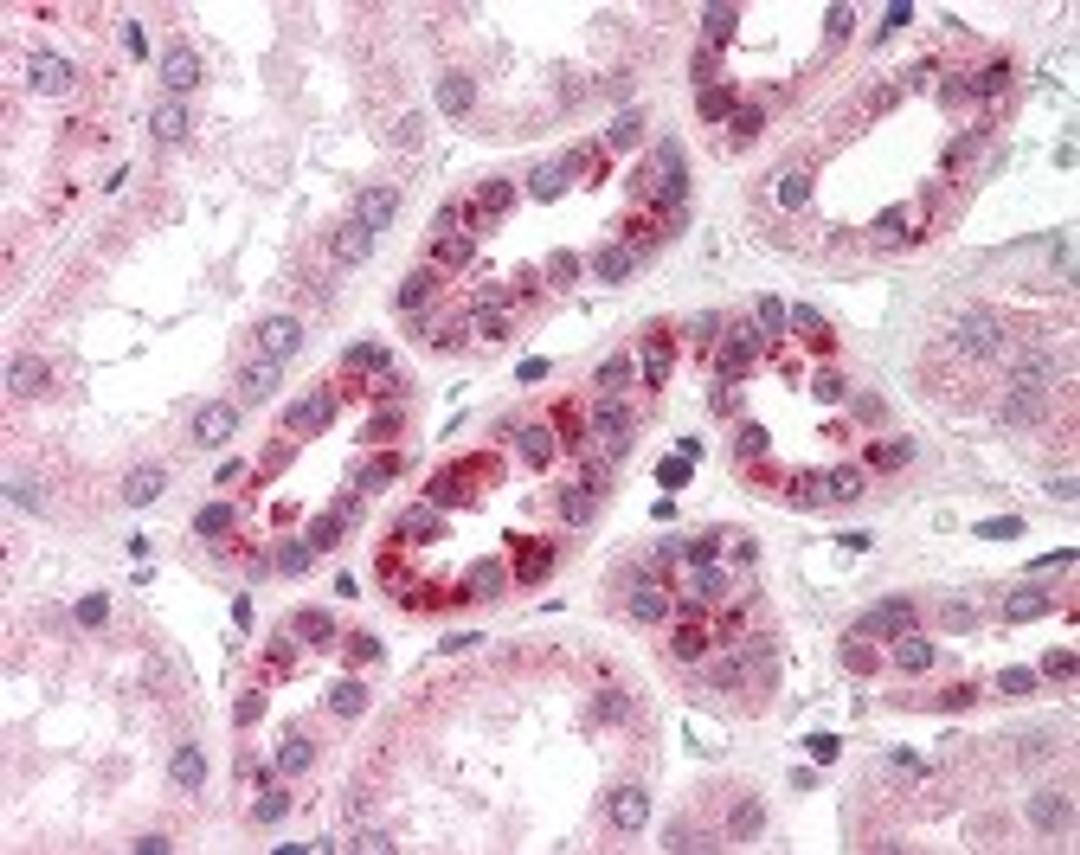 Immunohistochemistry staining of NOTCH2 in kidney tissue using NOTCH2 Antibody.