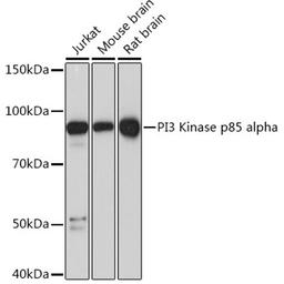 Western blot - PI3 Kinase p85 alpha Rabbit mAb (A4992)