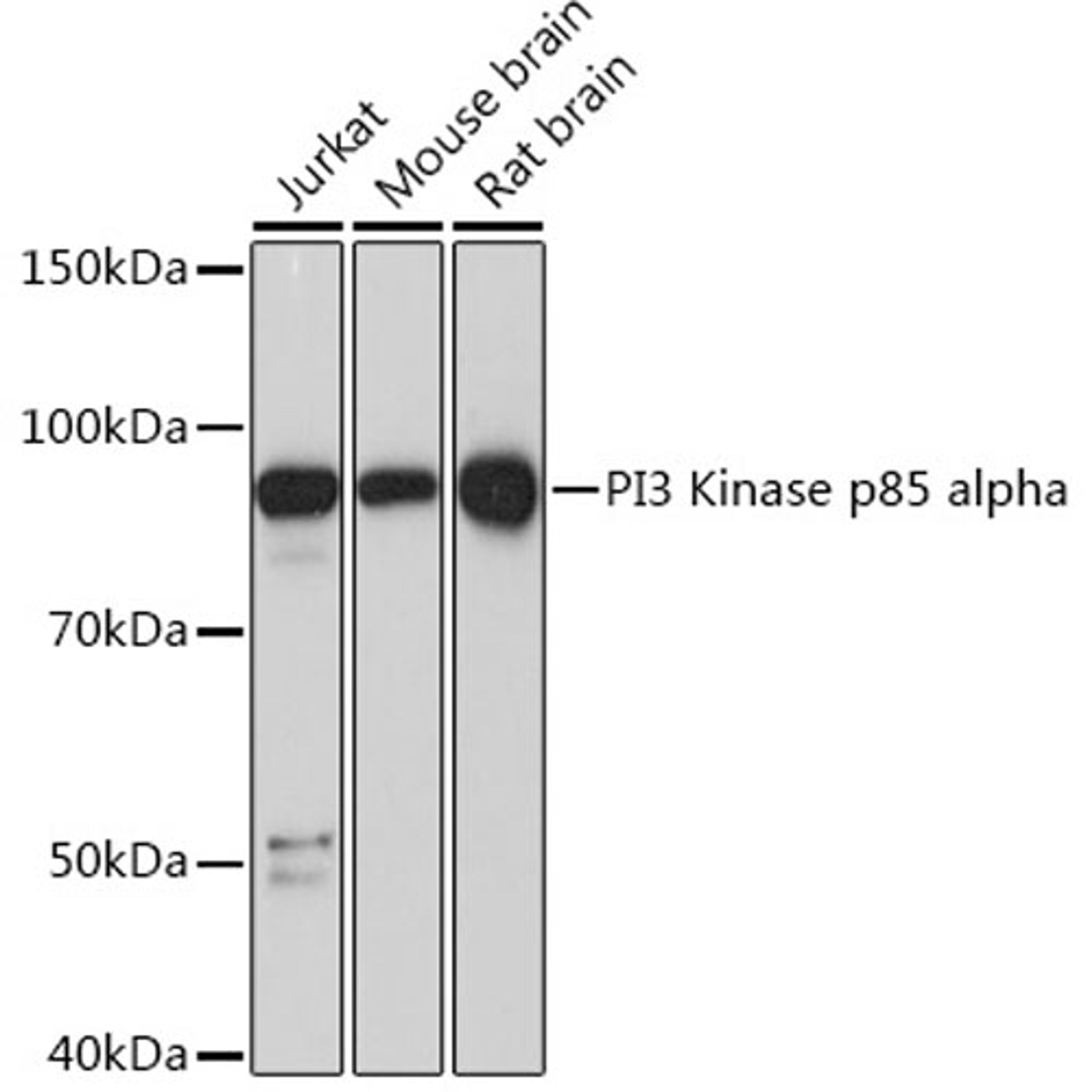 Western blot - PI3 Kinase p85 alpha Rabbit mAb (A4992)