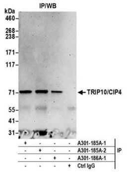 Detection of human TRIP10/CIP4 by western blot of immunoprecipitates.