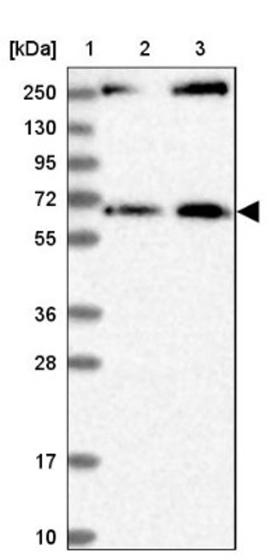 Western Blot: MDM1 Antibody [NBP1-85839] - Lane 1: Marker [kDa] 250, 130, 95, 72, 55, 36, 28, 17, 10<br/>Lane 2: Human cell line RT-4<br/>Lane 3: Human cell line U-251MG sp