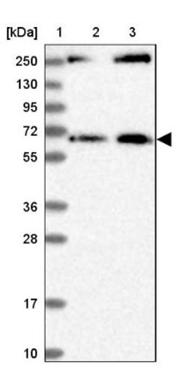 Western Blot: MDM1 Antibody [NBP1-85839] - Lane 1: Marker [kDa] 250, 130, 95, 72, 55, 36, 28, 17, 10<br/>Lane 2: Human cell line RT-4<br/>Lane 3: Human cell line U-251MG sp