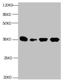 All lanes: Mouse anti- Human Insulin-like growth factor-binding protein 1 monoclonal antibody at 1ug/ml. Lane 1:Pyrolysis liquid human placental tissue 7.5ug/ml. Lane 2:Pyrolysis liquid human placental tissue 3.25ug/ml. Lane 3:IGFBP1 transfected SF9 cell lysate. Lane 4:human amniotic fluid. Secondary Goat polyclonal to Mouse IgG at 1/5000 dilution. Predicted band size : 28kd. Observed band size : 35kd.