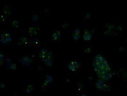 Immunocytochemistry/Immunofluorescence: RIC8 Antibody (3G3) [NBP2-02433] - Immunofluorescent staining of HepG2 cells using anti-RIC8 mouse monoclonal antibody.