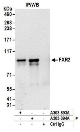 Detection of human FXR2 by western blot of immunoprecipitates.