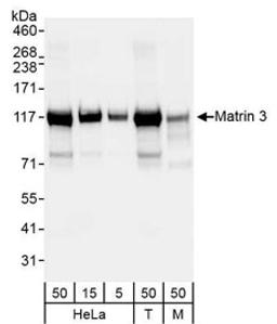 Detection of human and mouse Matrin 3 by western blot.