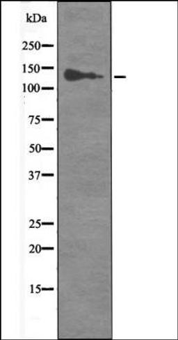 Western blot analysis of HepG2 whole cell lysates using RBL2 -Phospho-Ser952- antibody