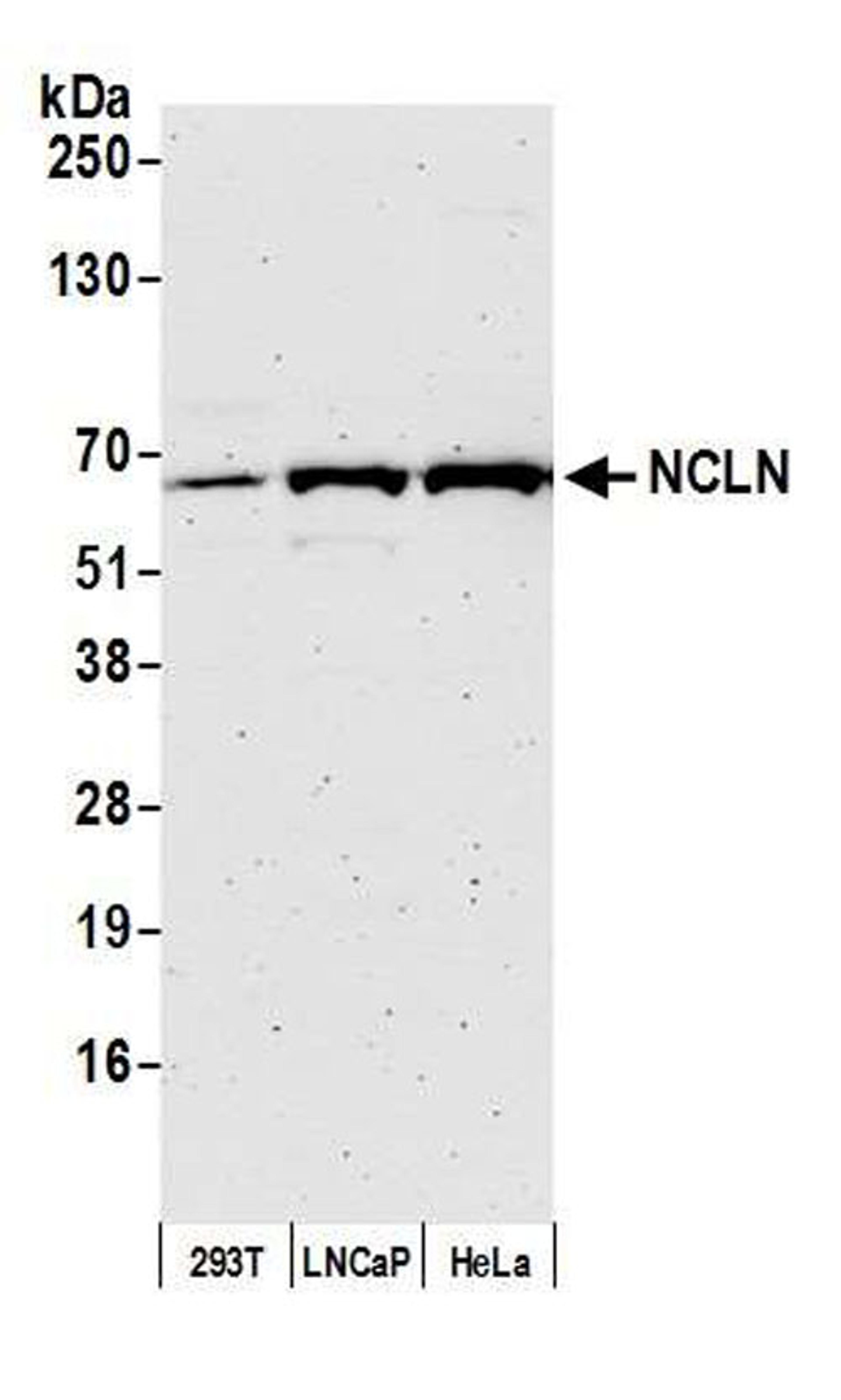 Detection of human NCLN by WB.