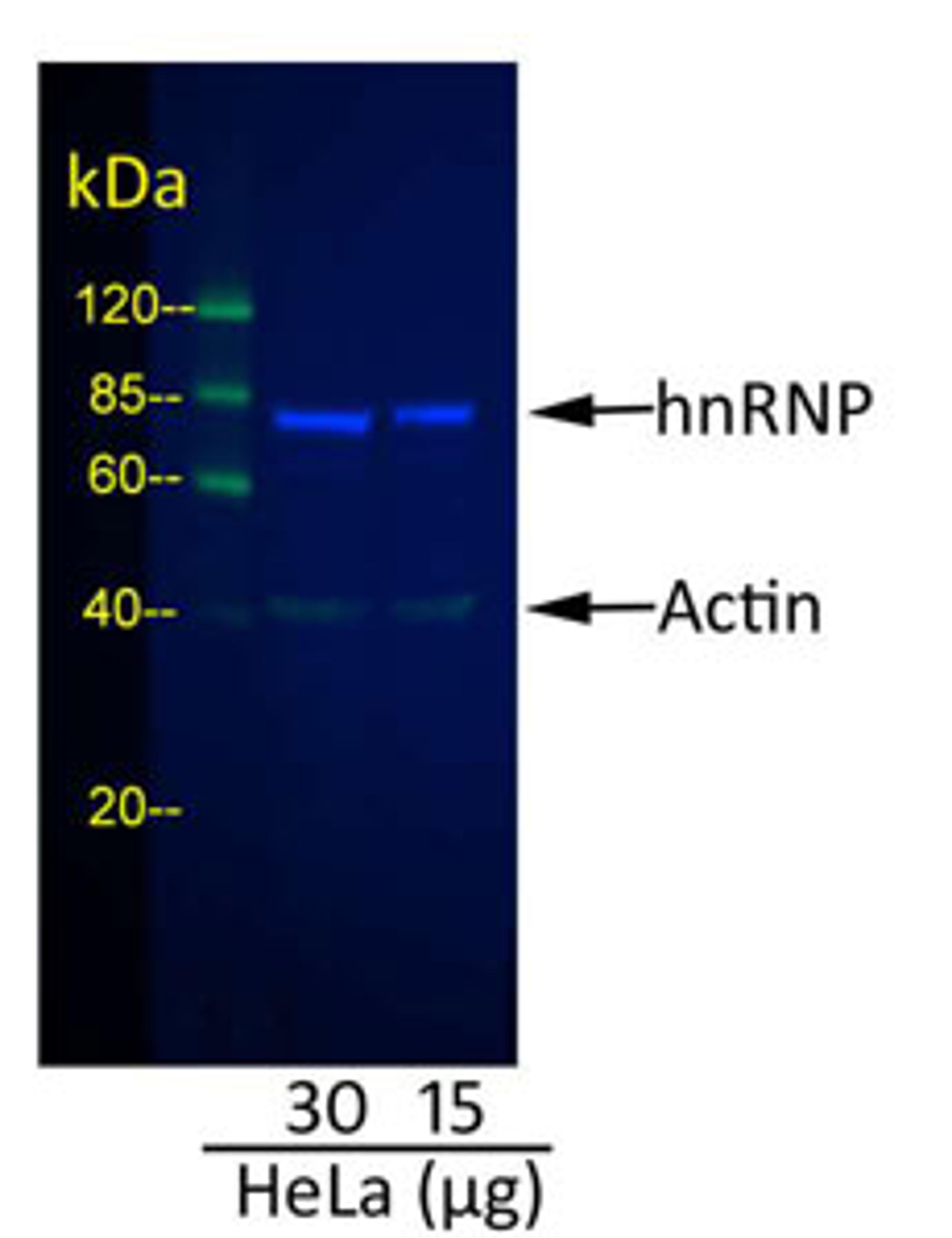 Detection of Actin and hnRNP in HeLa Whole Cell Lysate.