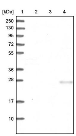 Western Blot: XP32 Antibody [NBP1-93557] - Lane 1: Marker [kDa] 250, 130, 95, 72, 55, 36, 28, 17, 10<br/>Lane 2: Human cell line RT-4<br/>Lane 3: Human cell line U-251MG sp<br/>Lane 4: Human plasma (IgG/HSA depleted)