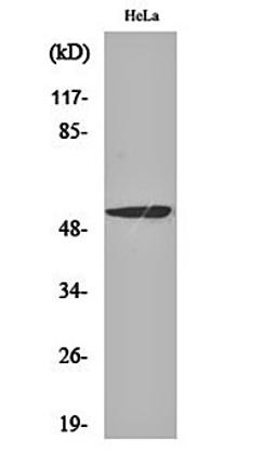 Western blot analysis of Hela cell lysates using MEF-2 antibody