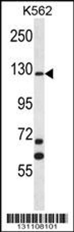 Western blot analysis in K562 cell line lysates (35ug/lane).