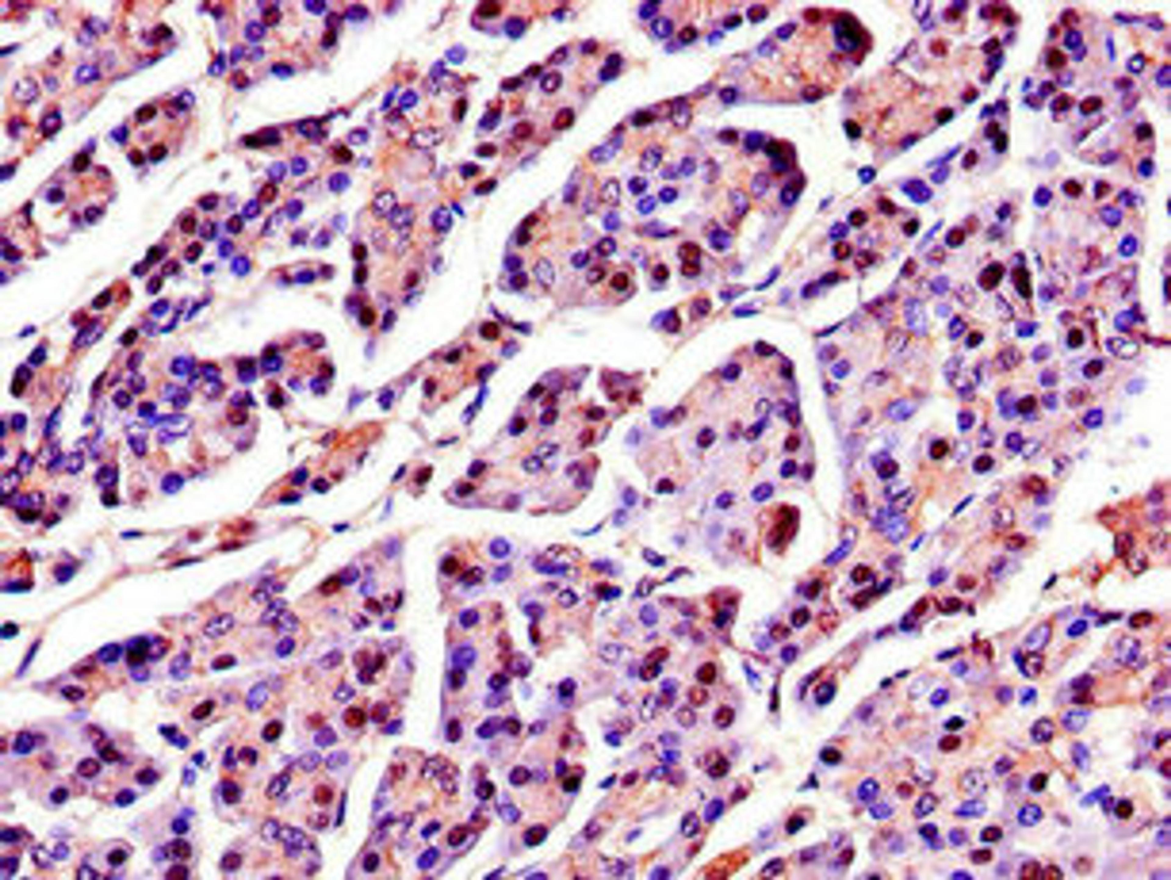 Immunohistochemistry of paraffin-embedded human pancreatic tissue using CSB-PA022575LA01HU at dilution of 1:100