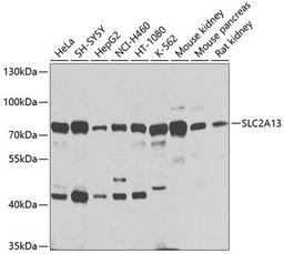 Western blot - SLC2A13 antibody (A9993)