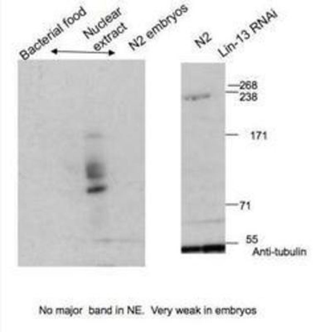 Western Blot: LIN-13 Antibody [41910002] - This image is specific for animal number SDQ2944  Dilution: 1:1000