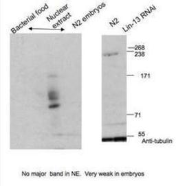 Western Blot: LIN-13 Antibody [41910002] - This image is specific for animal number SDQ2944  Dilution: 1:1000