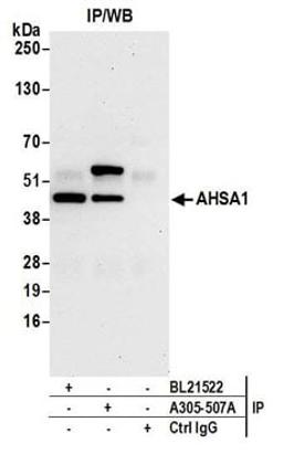 Detection of human AHSA1 by western blot of immunoprecipitates.