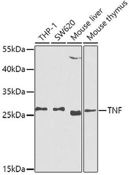 Western blot - TNF-a antibody (A0277)