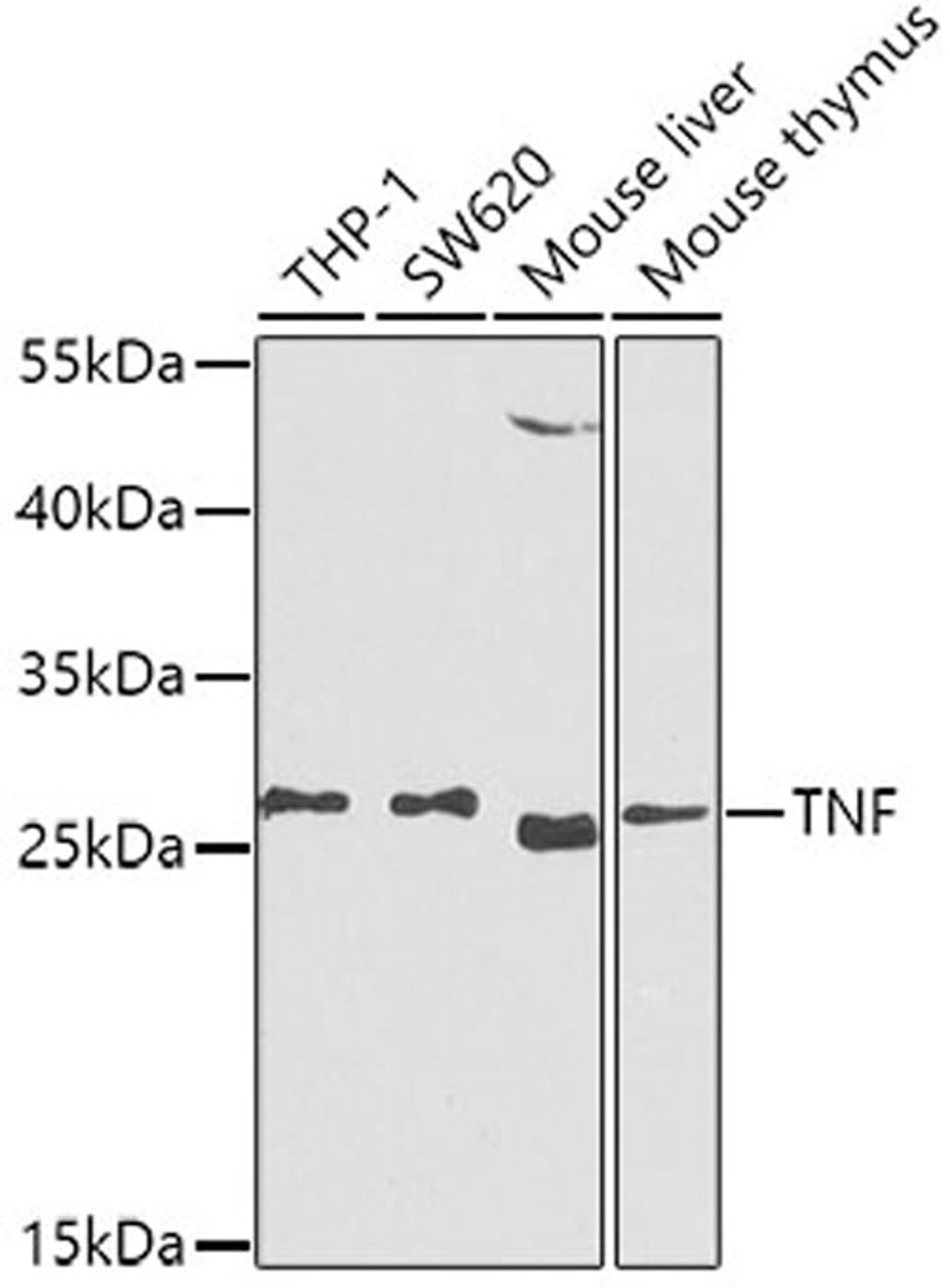 Western blot - TNF-a antibody (A0277)