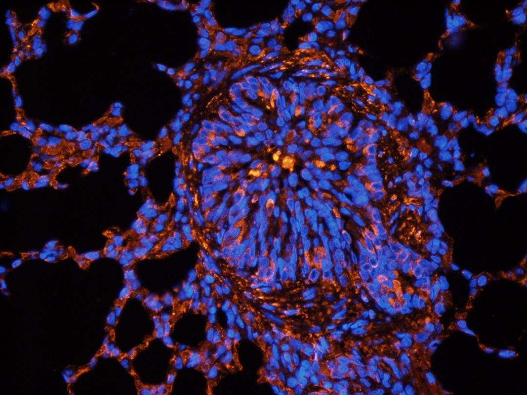 Immunofluorescence image of guinea pig lung tissue using Aquaporin 1 antibody (2.5 ug/ml)