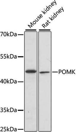 Western blot - POMK antibody (A15529)