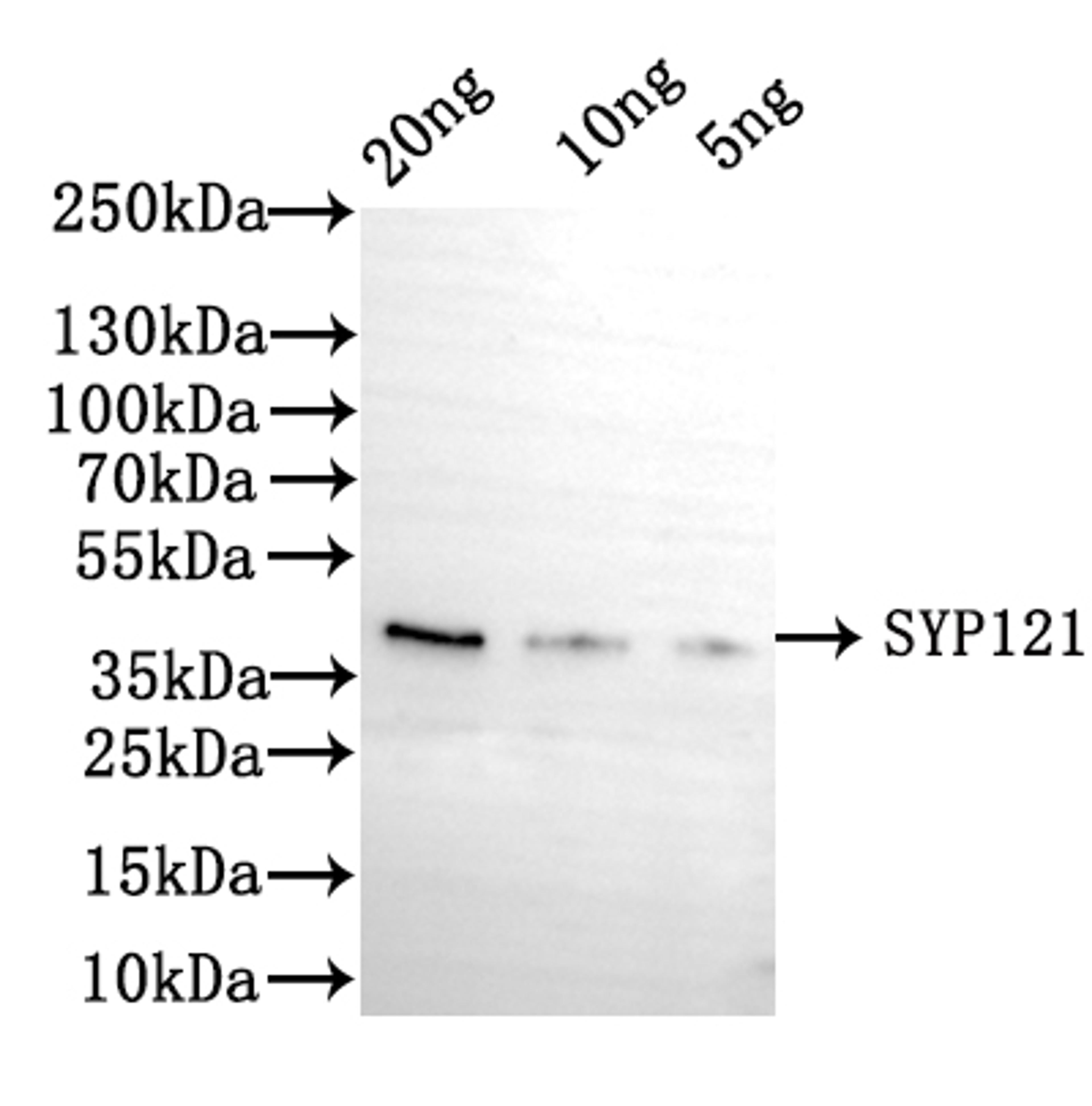 Western Blot. Positive WB detected in: recombinant protein. All lanes: SYP121 Antibody at 1:1000. Secondary. Goat polyclonal to rabbit IgG at 1/50000 dilution. Predicted band size: 39 kDa. Observed band size: 39 kDa. 