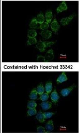 Immunocytochemistry/Immunofluorescence: ST3 beta-Gal alpha-2,3-Sialyltransferase 1/ST3GAL1/SIAT4A Antibody [NBP1-31449] -  Analysis of methanol-fixed Hep3B, using antibody at 1:500 dilution.