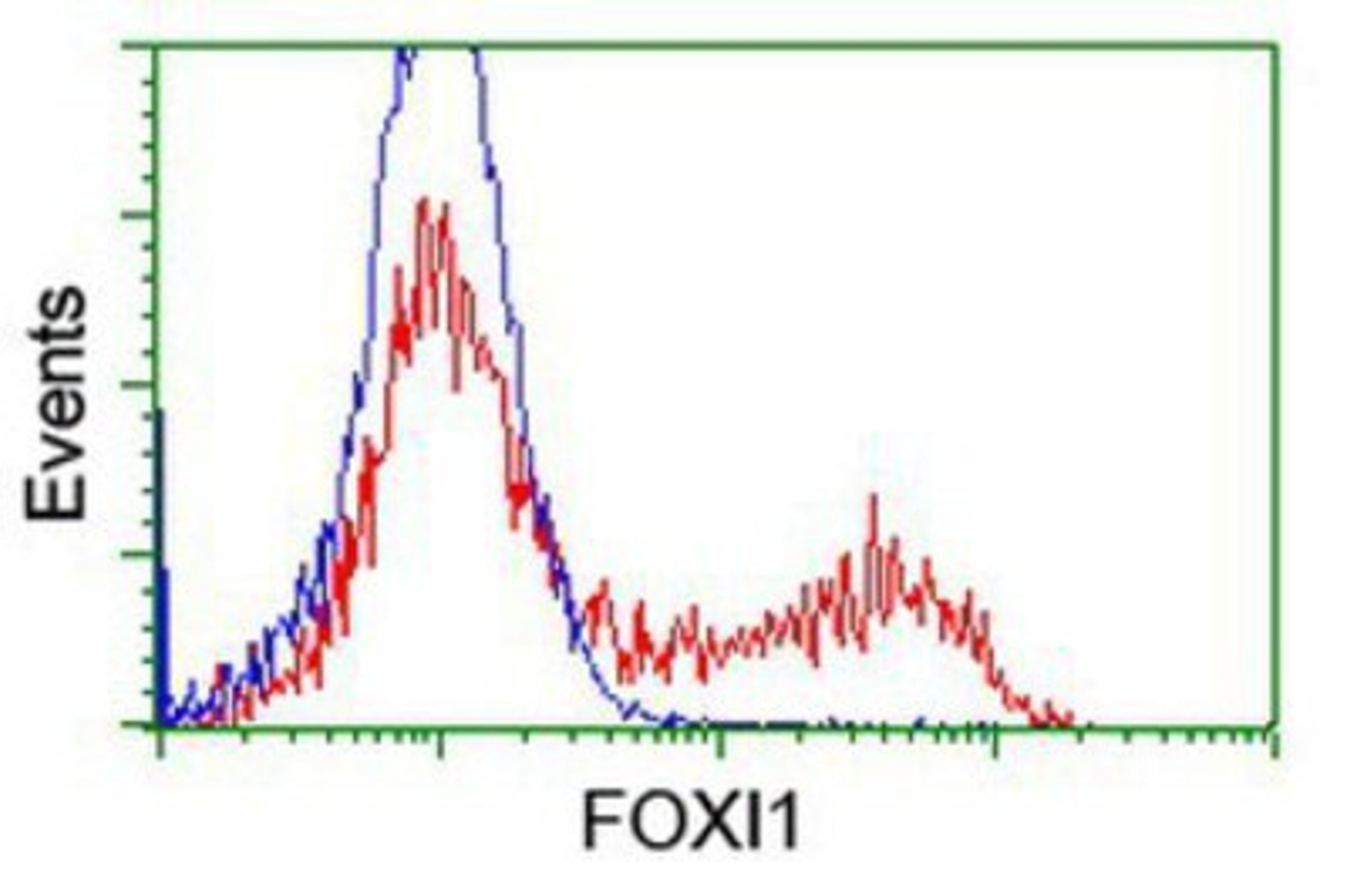 Flow Cytometry: FOXI1 Antibody (1D4) [NBP2-03868] - HEK293T cells transfected with either overexpression plasmid (Red) or empty vector control plasmid (Blue) were immunostained by anti-FOXI1 antibody, and then analyzed by flow cytometry.