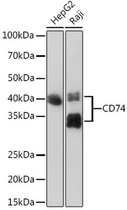 Western blot - CD74 Rabbit mAb (A9149)