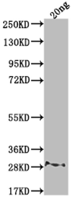 Western Blot. Positive WB detected in Recombinant protein. All lanes: rpsL antibody at 1:2000. Secondary. Goat polyclonal to rabbit IgG at 1/50000 dilution. Predicted band size: 22.6 kDa. Observed band size: 28 kDa. 