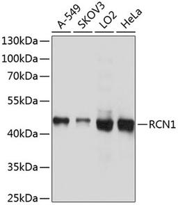 Western blot - RCN1 antibody (A10572)