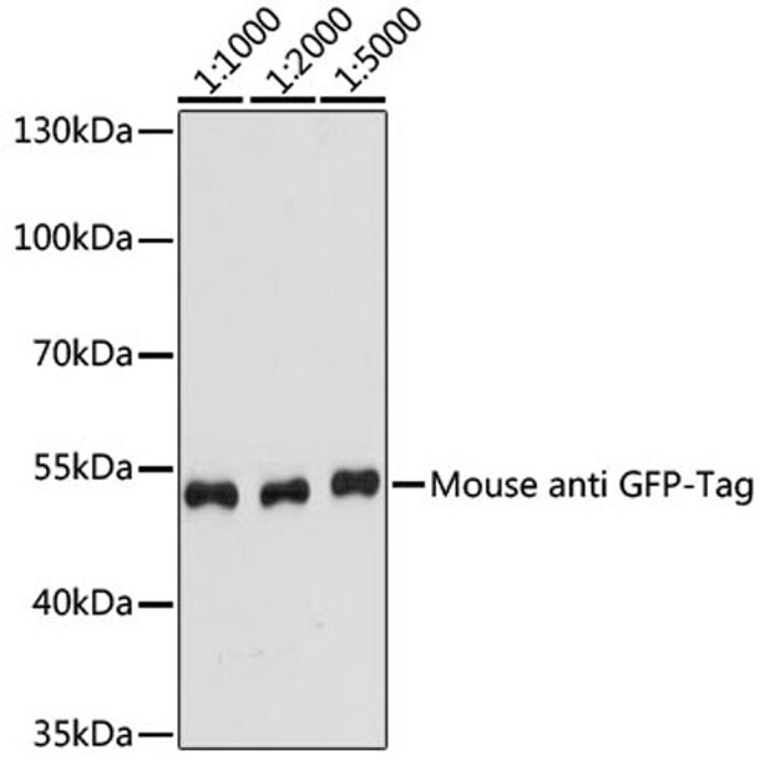 Western blot - GFP-Tag antibody (AE012)