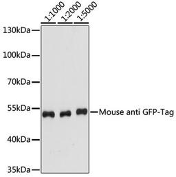 Western blot - GFP-Tag antibody (AE012)