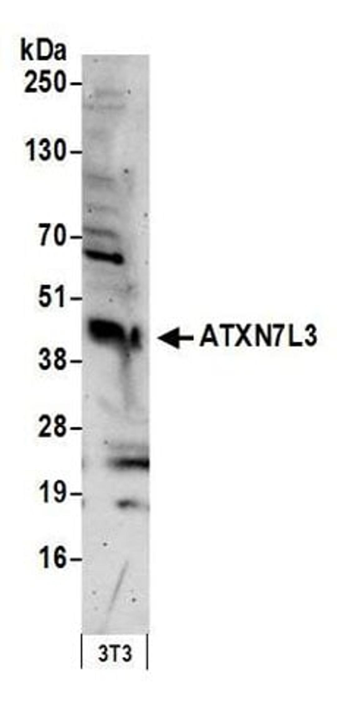 Detection of mouse ATXN7L3 by western blot.