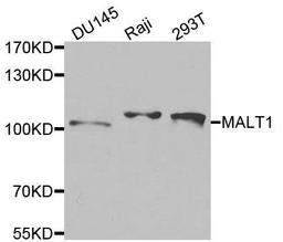 Western blot analysis of extracts of various cells using MALT1 antibody