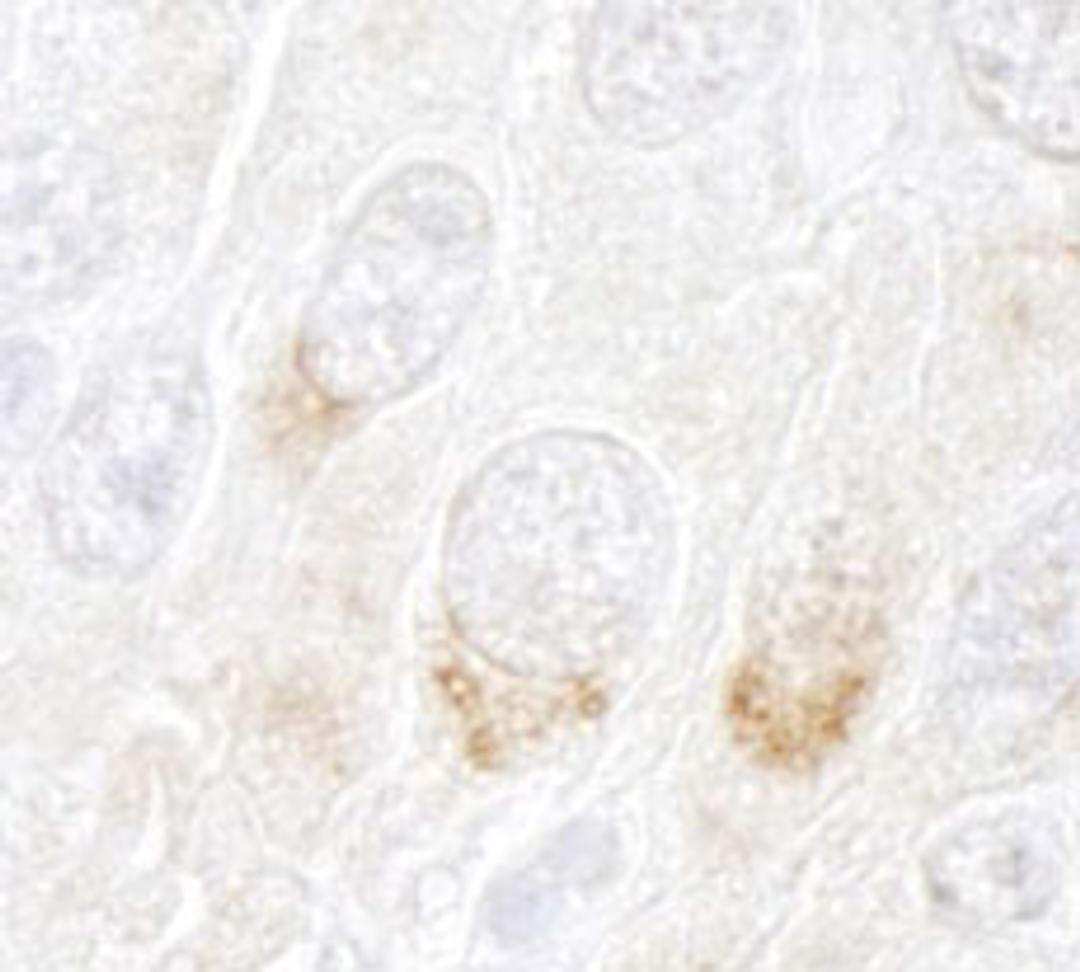 Detection of mouse GBF1 by immunohistochemistry.