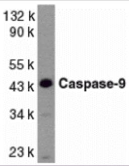 Western blot analysis of caspase-9 in HeLa whole cell lysate with Caspase-9 antibody at 1 &#956;g/mL.