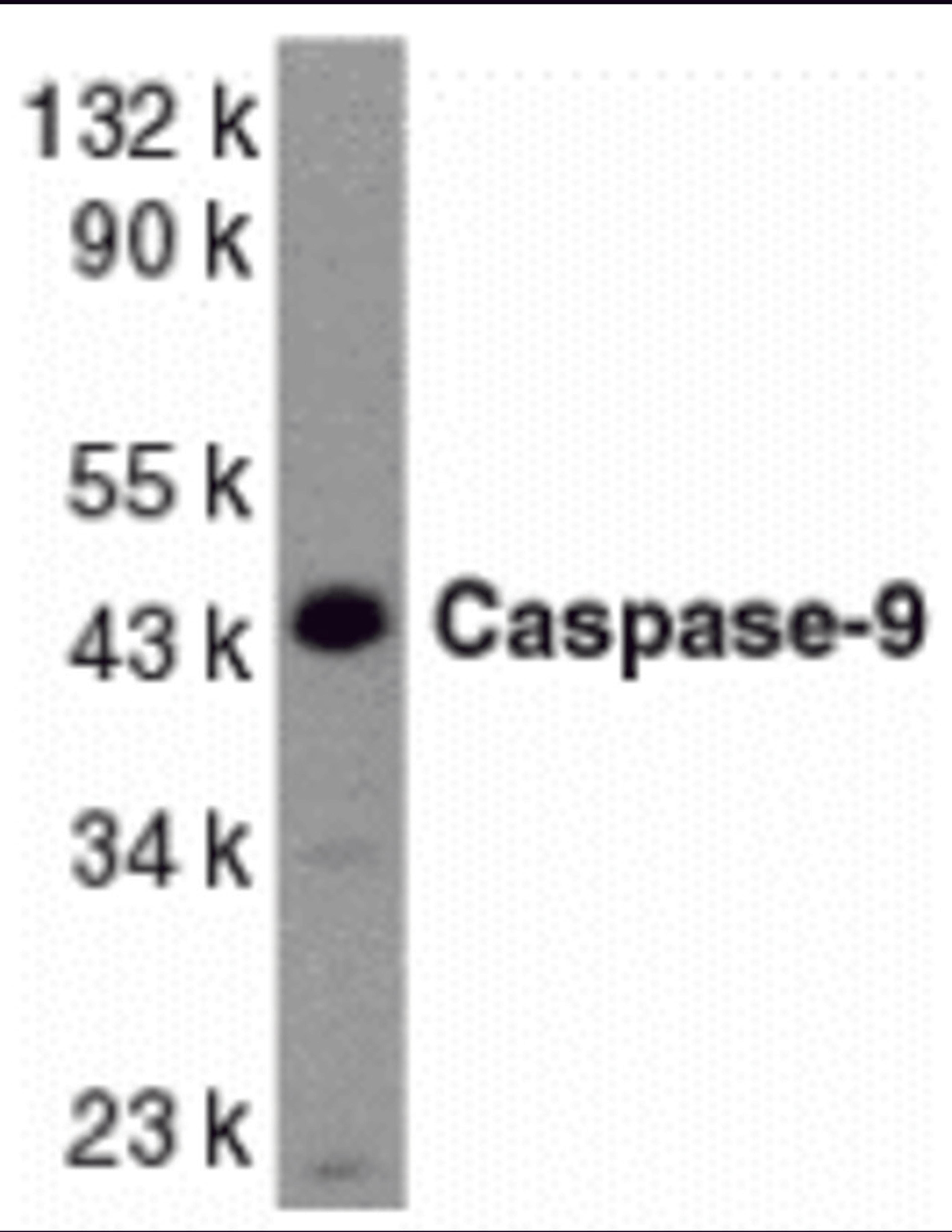 Western blot analysis of caspase-9 in HeLa whole cell lysate with Caspase-9 antibody at 1 &#956;g/mL.