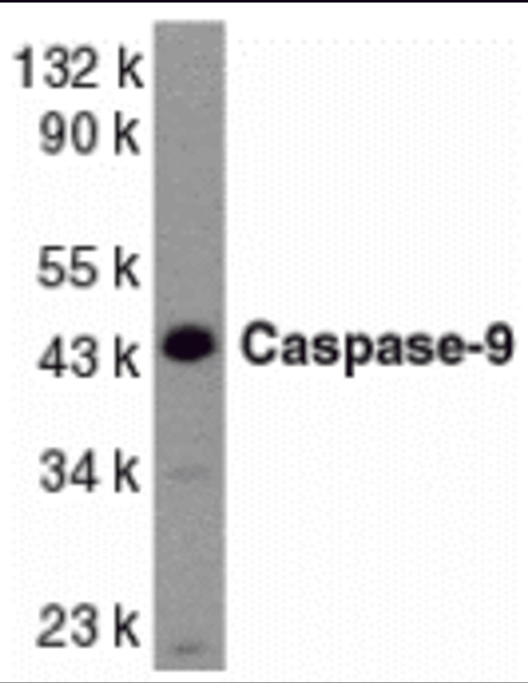 Western blot analysis of caspase-9 in HeLa whole cell lysate with Caspase-9 antibody at 1 μg/mL.