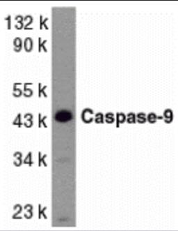 Western blot analysis of caspase-9 in HeLa whole cell lysate with Caspase-9 antibody at 1 μg/mL.