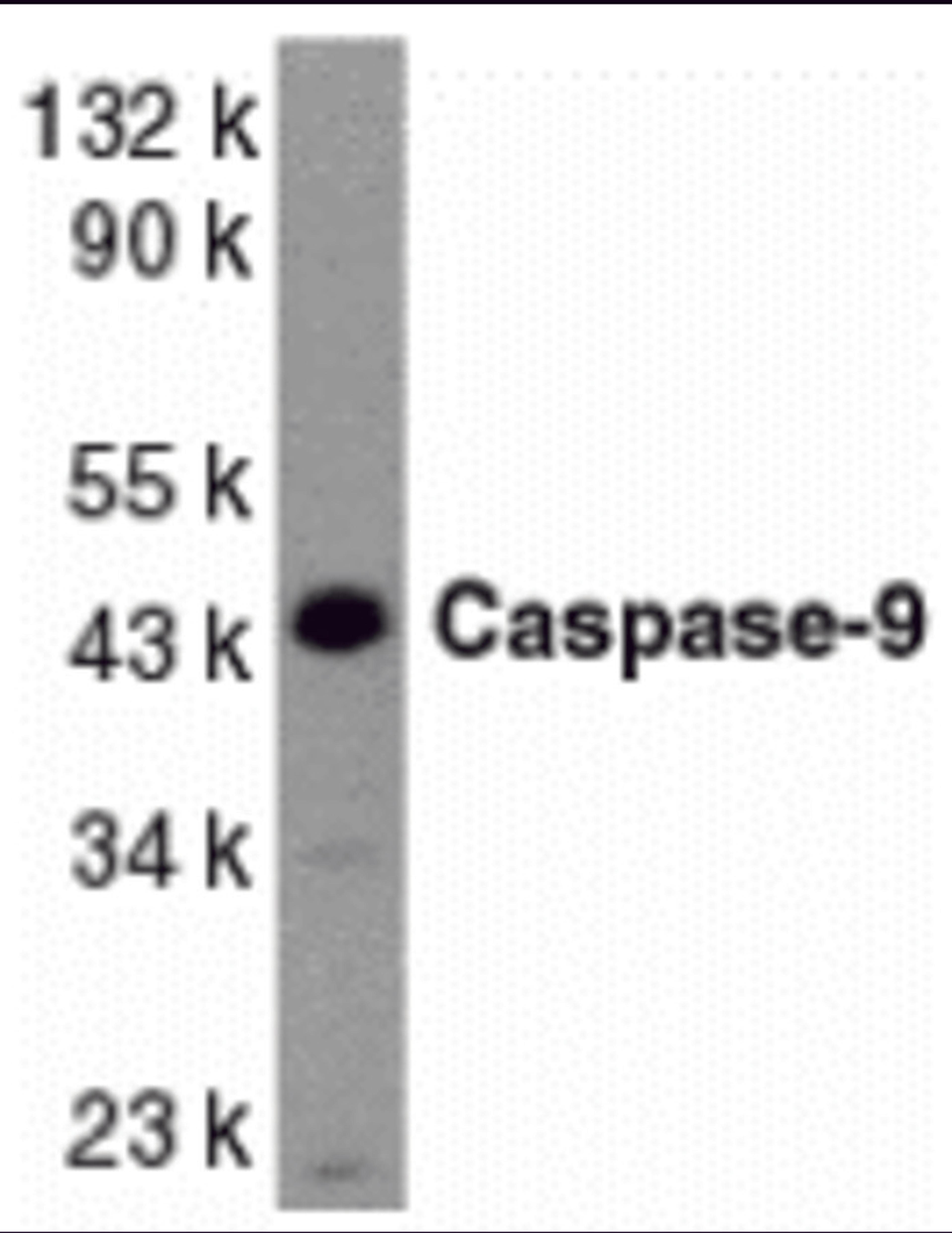Western blot analysis of caspase-9 in HeLa whole cell lysate with Caspase-9 antibody at 1 μg/mL.