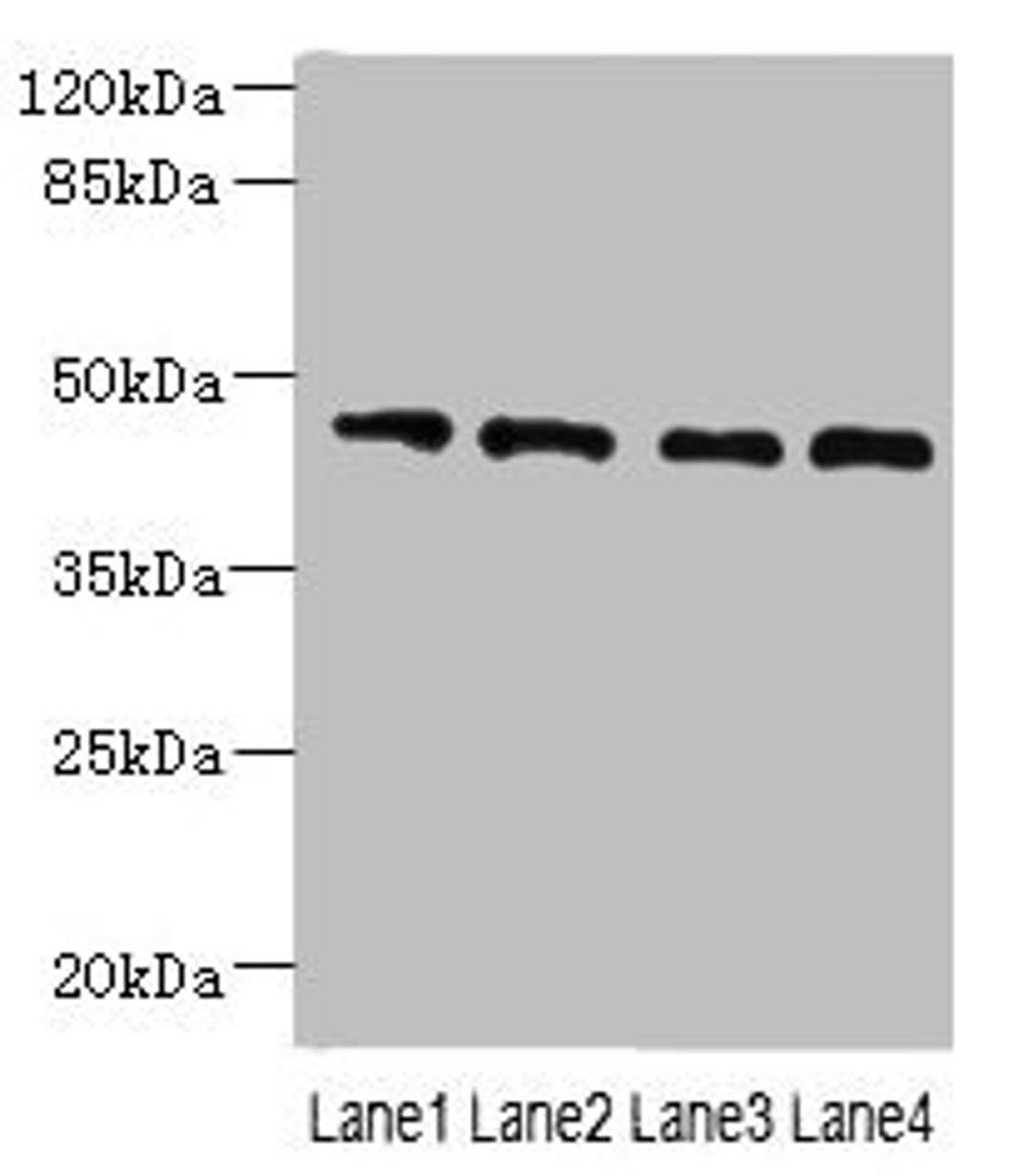 Western blot. All lanes: NOL4L antibody at 0.3µg/ml. Lane 1: PC-3 whole cell lysate. Lane 2: A549 whole cell lysate. Lane 3: HepG2 whole cell lysate. Lane 4: K562 whole cell lysate. Secondary. Goat polyclonal to rabbit IgG at 1/10000 dilution. Predicted band size: 48, 44 kDa. Observed band size: 48 kDa
