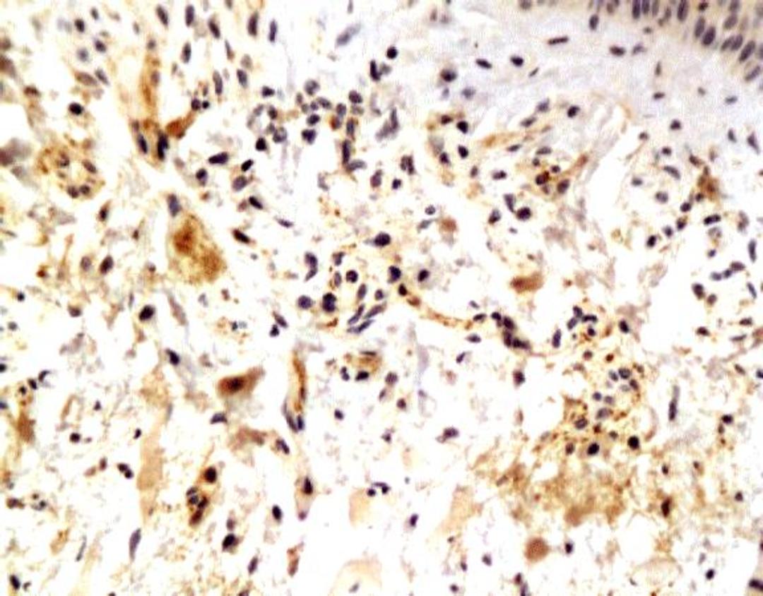 Immunohistochemical staining of paraffin embedded rat breast tissue