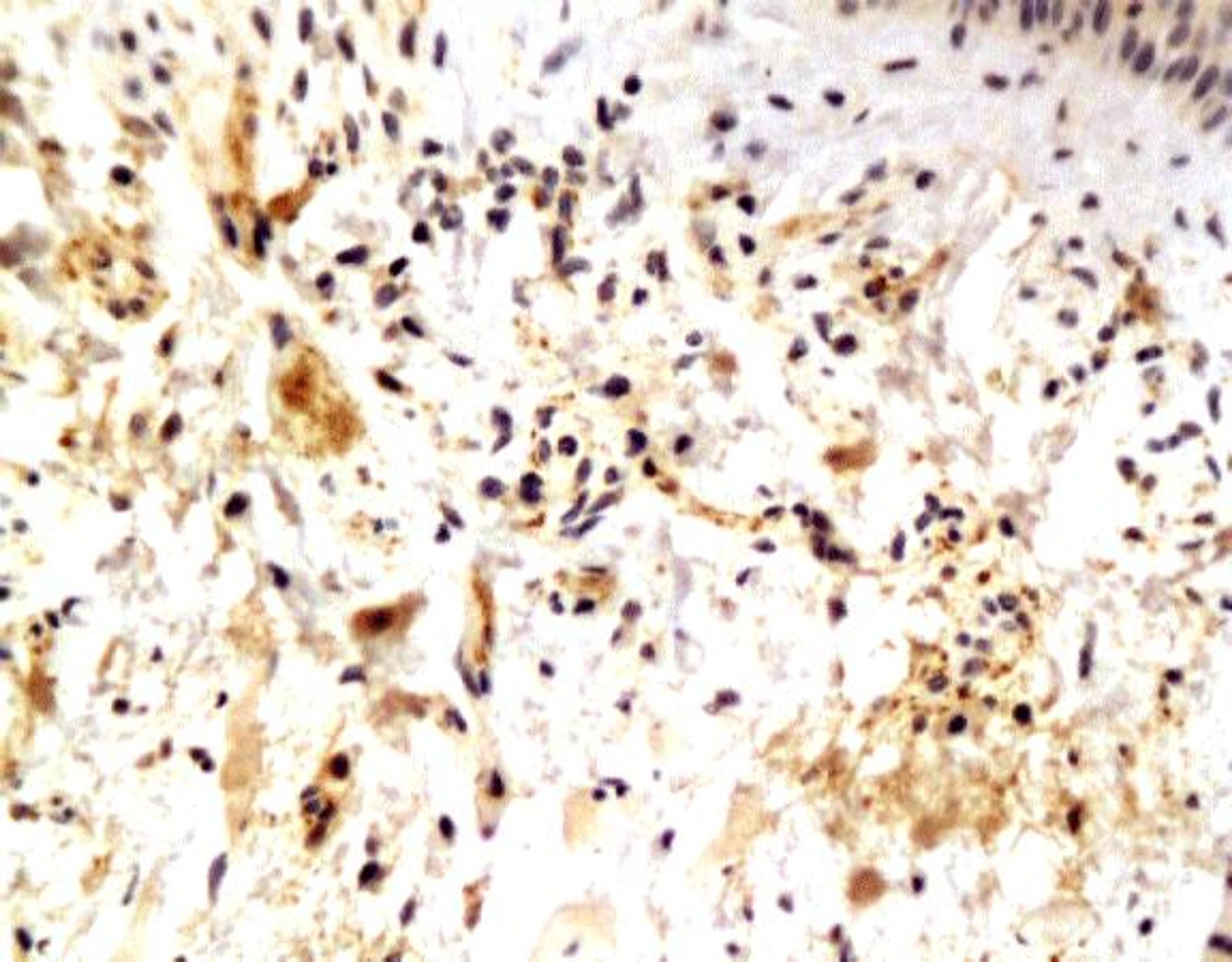 Immunohistochemical staining of paraffin embedded rat breast tissue