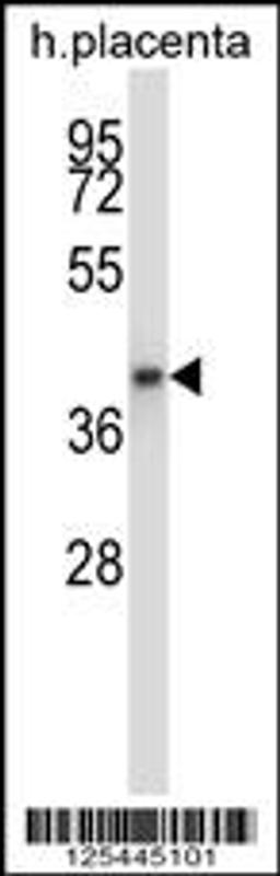 Western blot analysis in human placenta tissue lysates (35ug/lane).