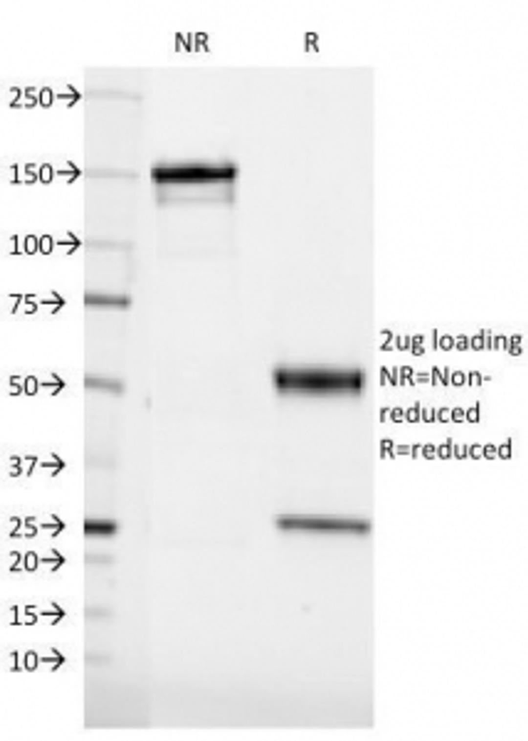 SDS-PAGE Analysis of Purified, BSA-Free CD36 Antibody (clone 185-1G2). Confirmation of Integrity and Purity of the Antibody.