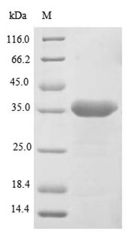(Tris-Glycine gel) Discontinuous SDS-PAGE (reduced) with 5% enrichment gel and 15% separation gel.